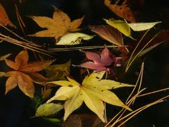 紅葉に色づく氷川神社