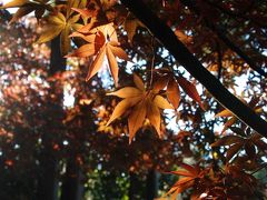 紅葉を辿って川口寺めぐり