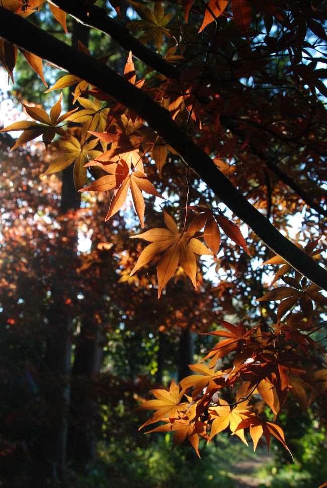 埼玉県もだいぶ紅葉が進んできて、どこか近場で美しい紅葉を見ることができないかと、インターネットで検索していると、川口市に沢山紅葉の見所があるのを見つけました。<br />知らなかったのですが、川口市はすごくお寺が多いようで、もともと花の見所の沢山ある街だということは知っていたのですが、お寺も沢山。<br />そんなお寺にあるもみじや紅葉を求めて、ちょっと車を走らせました。素敵なもみじの紅葉に圧倒され、そして感動を覚えた川口の紅葉の旅を旅行記にしました。