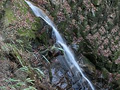 水すだれ探訪 #31～兵庫県(8)～蟇滝（有馬四十八滝）