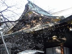 年末に神社で桜を見る（大宮八幡宮　大宮桜、小春日、十月桜）