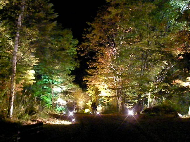 今年からは鍋平高原にてライトアップが開催されます。