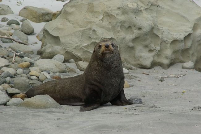 アシカは英語で（Sea Lion）、オットセイは（Seal)とは判って<br />いても実物をみても違いがなかなかわかりませんよね。<br />さらにそれに似た動物でアザラシもいる。。。。<br />2008年1月にニュージーランド南島にあるエイベルタスマン国立公園で撮った写真でアシカとオットセイを紹介します。なお、アザラシは写真がありませんが、Wikipediaの解説で判ると思います。珍しいアシカの赤ちゃんや、空飛ぶオットセイの写真もあります。。。。ご期待！！
