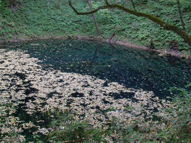 十二湖は青森県西津軽郡岩崎村にある津軽国定公園です<br /><br />ブナの森の中に点在する三十三個の湖沼群は<br /><br />それぞれ個性があり観る人を飽きさせません<br /><br />また十二湖の南東方向には世界最大級のブナの原生林が広がり<br /><br />貴重な動植物が分布する白神山地が連なっています<br /><br />この生態系の極めて高い価値が認められ<br /><br />平成５年１２月　日本初の世界自然遺産に登録されました<br /><br />