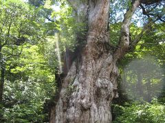 屋久島旅行記：3日目　縄文杉トレッキング