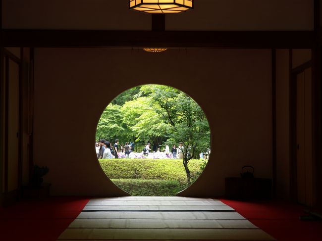 紫陽花を見に梅雨の鎌倉に行ってきました。<br />