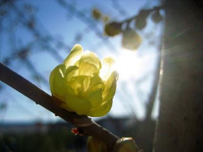 今年のロウバイの開花時期は早いのではないか。<br />はやる心を抑え切れず、去年よりも２週間近く早くに近所のロウバイ廻りをしてみたところ。<br />元旦に撮らせてもらった農家のロウバイ以外は、まだやっと花が咲きはじめたばかりでした。<br />コロコロの玉を見ていると、ロウバイが「梅」と呼ばれるのも納得。<br />でもロウバイは「蝋梅」と書くけど、梅じゃないんですよね。<br />つぼみの方がまだ多かったのは残念だけれど、咲き始めのロウバイは幼児のような愛らしさ。<br />撮りたい時にいつでも晴天に恵まれるとは限りません。<br />花との撮影チャンスも一期一会と思わねば。<br /><br />元旦はほぼ満開のたっぷりのロウバイをアップしましたが、今回はやっと咲いた１〜２個の花をお楽しみくださいませ。<br /><br />「ロウバイ／ロウバイ科<br />　初冬にひっそりと咲く。が、知る人ぞ知る。香り、色、それにロウ細工のような花。個性豊で冬の得がたい花である。名の由来に二説。一つは臘月（ろうげつ）、つまり陰暦12月に咲く、ウメににた花の臘梅。またはロウ状の梅からの臘梅。分類状はロウバイ科で、蕚と花弁が連続し、ウメとは縁遠い。」<br />（「花おりおり」（朝日新聞社）より）<br /><br />※大好きなロウバイのこれまでの旅行記<br />《ロウバイが主役の旅行記》<br />2009年１月１日<br />「ロウバイで迎えた新年」<br />http://4travel.jp/traveler/traveler-mami/album/10298149/<br />2008年２月13日<br />「夢の宝登山のロウバイ園（2）大粒の黄色い雪のようなロウバイ」<br />http://4travel.jp/traveler/traveler-mami/album/10218652/<br />2008年１月13日〜１月14日<br />「思いがけずロウバイを見つけた散歩道」<br />http://4travel.jp/traveler/traveler-mami/album/10211480/<br />《ロウバイのある旅行記》<br />2008年12月27日<br />「侘助に会いに、今年最後の森林公園（＆今年の森林公園ベスト９）」<br />http://4travel.jp/traveler/traveler-mami/album/10297364/<br />2008年１月19日<br />「道を間違えたおかげで見つけた寺２つ」<br />http://4travel.jp/traveler/traveler-mami/album/10212998/<br />2008年１月４日<br />「松の雪吊りを撮りに、冬の日比谷公園へ」<br />http://4travel.jp/traveler/traveler-mami/album/10208878/<br />2007年１月30日<br />「上野公園東照宮冬ぼたん祭り(2)これぞ撮りたかった、ステキな脇役たち」<br />http://4travel.jp/traveler/traveler-mami/album/10122234/