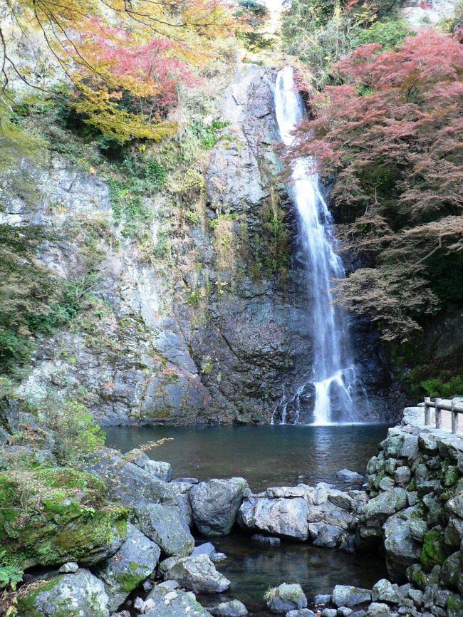 箕面（みのお）は明治の森箕面国定公園内にある日本の滝百選の一つに選定されている約３３ｍの箕面大滝でも知られ、阪急箕面駅から３キロ弱歩くと滝に到着する。秋はもみじの名所としても知られており、遠足やハイキングには絶好のコースだ。<br />滝道沿いには野口 英世（のぐち ひでよ１８７６−１９２８年）の銅像がある。１９１５年に１５年振りに米国留学から帰国した際、待ち侘びていた母シカを伴って箕面見物に訪れ、旅館では母の食事や身の回りの世話を懸命にする英世の姿が見られたそうだ。野口英世の姿に感動した旅館の女将の親族が中心になって１９５５年に銅像を建立したとのこと。<br />野口 英世は帰国した１９１５年、２年続けてのノーベル医学賞候補となり、帝国学士院より恩賜賞を授けられまさに「日本が誇る世界の野口」になっていた。横浜港では大勢の出迎えを受け、日本各地で講演会に招待され大歓待を受けた。だが借金などのトラブルも多かったようで１９１５年は最後の帰国だった。箕面見物は金銭問題でも苦労をかけた優しい母への英世の心尽くしの親孝行だったのだろう。<br />（写真は箕面の滝）<br /><br />