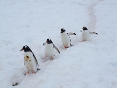 地球最後の秘境　南極①（ペンギン編）