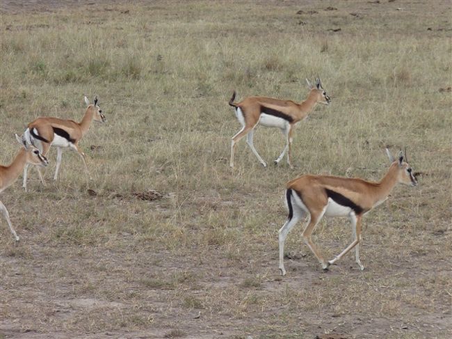 　写真のトムソンガゼルなど、比較的スマートで角がある動物は、みんなシカの仲間だと思っていましたが、<br />実はアフリカにはシカはいないんだとか。。。<br /><br />　角のある、シカだと思っていた種は、みんなウシの仲間。<br /><br />　シカは角が枝分かれになっていて、ウシは枝分かれがないのだとか。<br />アフリカに、角が枝分かれしている動物は、確かに見ませんでした。<br /><br />　<br /><br />　<br /><br />