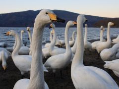 白鳥の湖　屈斜路湖