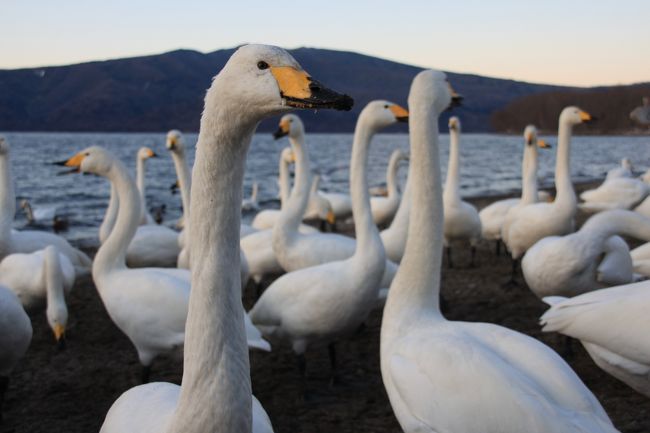 屈斜路湖は弟子屈町にある日本で６番目に大きな湖でカルデラ湖でとしては日本最大のもの。全域が阿寒国立公園の中にあって、ひところ謎の生物クッシーの棲む湖として話題となったこともありました。この屈斜路湖は白鳥の飛来地として有名で、温泉出る砂湯にはものすごい数の白鳥が集まっていました。<br />