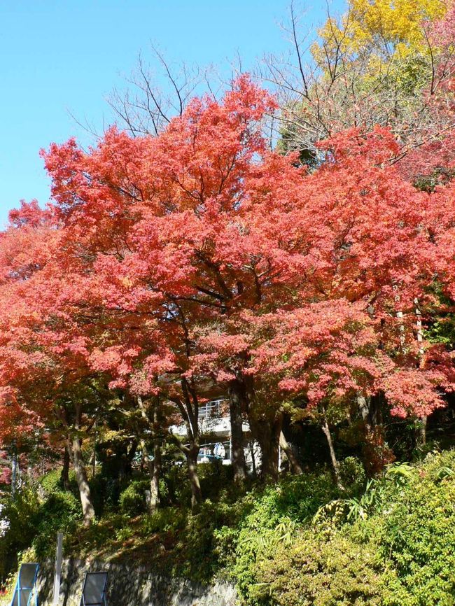五月山公園(さつきやまこうえん)はサクラやツツジ、紅葉の名所としても知られ、大阪みどりの百選にも選ばれているが、11月26日は紅葉が見ごろで美しかった。<br />(写真は五月山周辺の紅葉)<br />