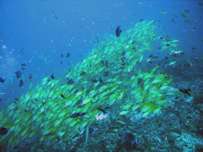 ダイブクルーズで中6日間、北マーレ環礁→南マーレ環礁→アリ環礁→ラスドゥ環礁→北マーレ環礁と潜ってきました。ジンベイ、マンタは見ましたが、ハンマーは見れませんでした。<br /><br /> 01. 北Male環礁	Maagiri Rock Max.27.6m 28.8℃ 41分<br /> 02. 南Male環礁	Kuda Giri    Max.22.4m 29℃   55分<br /> 03. 南Male環礁	Miyaru Faru  Max.26.3m 28.7℃ 44分<br /> -   Ari環礁    Sun Island Out、ジンベイスイム（30分）<br /> 04. Ari環礁    Sun Island Out  Max.23.3m 28.5℃ 45分、ジンベイ<br /> 05. Ari環礁    Digurh Arches   Max.22.1m 28.8℃ 46分<br /> 06. Ari環礁    Kudarah Thila   Max.25.9m 28.8℃ 39分<br /> 07. Ari環礁    Rangiri Madivaru Max.26.2m 28.7℃ 44分、マンタ<br /> 08. Ari環礁    Reethi Thila  Max.25.8m 28.9℃ 48分<br /> -   Ari環礁	スノーケル（パウダー玉探し）<br /> 09. Ari環礁    Lhamiyarugoa Thila Max.24.4m 28.5℃ 44分<br /> 10. Ari環礁    Fish Head   Max.22.1m 28.8℃  47分<br /> 11. Ari環礁    Kalhu Thila Max.23.3m 28.5℃ 50分<br /> 12. Rasdhoo環礁 Madivaru Corner   Max.20.4m 28.7℃ 43分<br /> 13. Rasdhoo環礁 Rasdhoo Madivaru  Max.26.1m 28.5℃ 42分、ハンマー出ず<br /> 14. 北Male環礁 Kuda Bodu Hithi Thila Max.14.2m 28.4℃ 55分、マンタ(潜水中ずっとマンタスクランブル)<br /> 15. 北Male環礁 Bodu Hithi Thila   Max.22.2m 28.4℃ 44分、マンタ<br /> 16. 北Male環礁 Batu Thila  Max.27m   28.5℃ 52分<br /> 17. 北Male環礁 Okobe Thila Max.24.3m 28.6℃ 50分<br /> 18. 北Male環礁 Maagiri Thila Max.25m 28.8℃ 47分<br /><br />