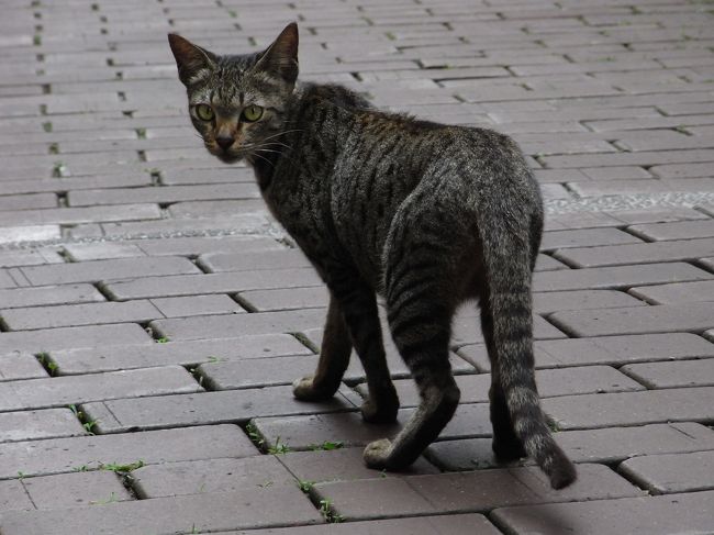 やっと鹿港に着き、街歩きを始めました。<br /><br />先ずはその土地の守り主様にご挨拶に参ります〜。<br /><br />お参りを済ませたら、おっと、嬉しい出逢い♪