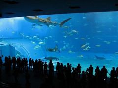 期待どおりの美ら海水族館！