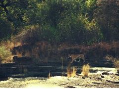 野生のトラを見た～インド・ランタンボール国立公園～