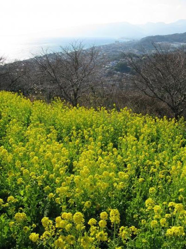 家人がテレビで見た菜の花を見に行きたいということで，1/12　1000過ぎに出かける．二宮到着は1200近く，途中工事で渋滞があった．専用駐車場は少し遠いが，広い．それでもいっぱいだった．来週から500円駐車料を取るらしいが，今週は無料！1月中は平日は無料だとのこと．吾妻山公園はけっこう険しく，約15分位の登り！山頂は開けて，そこに菜の花があった．南斜面だからか，もう満開！春を先取りしたようだった．1400過ぎに二宮駅近くのJAで白菜，蕪．みかんなどを買う．結構買ったが950円と1000円でお釣りが来た．昼食は駅前に食堂がなく，結構走り（日曜休みが多い），結局秦野中井インター近くで食べた．帰りは厚木インターから412号線，県道54号線，48号線を帰った．夕日がきれいだった．