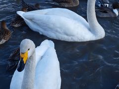 ラムサール条約登録湿地 「 白 鳥 の 瓢 湖 」 を 訪 ね る 旅 ＜ 新潟県阿賀野市 ＞