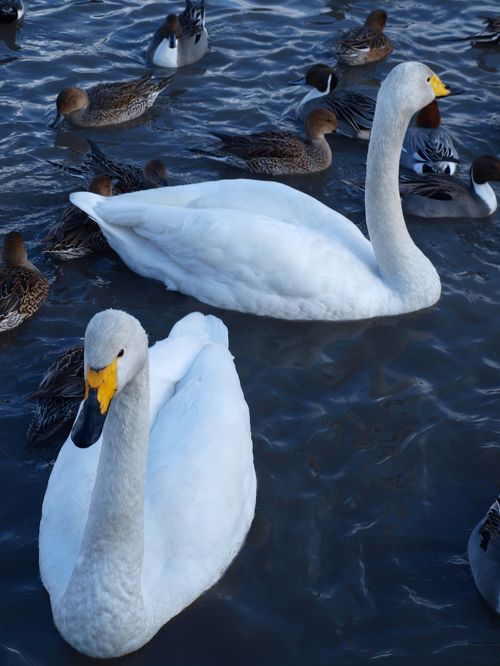 ラムサール条約登録湿地 「 白 鳥 の 瓢 湖 」 を 訪 ね る 旅