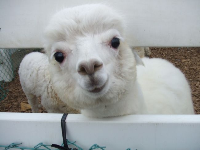 南米に行って、わざわざボリビアのラパスでは動物園にまで行ったのに見れんかったアルパカが、那須に大量にいてるってゆう噂を聞きつけたんで、迷わず突撃！！<br /><br />残念ながら「ミラバケッソ」で有名になった「はなこ」は出張中でおらんかってんけど（もしや、またテレビの撮影！？）、確かにアルパカは大量にいた！！<br />特別、はなこに会いに行ったわけやなかったから、はなこの留守はまー仕方がないかと思ってんけど、でもでもせっかく那須とかまで行ったんやし、はなこにも一目くらいはやっぱり会いたかったかな〜。。。