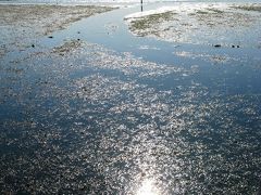 野鳥の楽園*冬晴れに輝く谷津干潟で　☆東京湾奥に残された聖域の情景