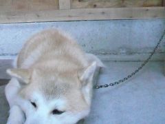 もう一回東北！