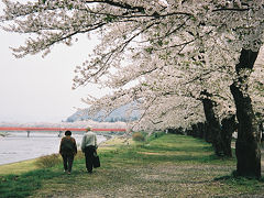 桜をみにいこう ～角館弾丸花見行