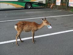 奈良観光