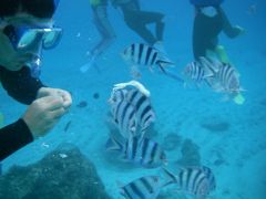 冬休み沖縄☆２００８　冬のシュノーケリング！