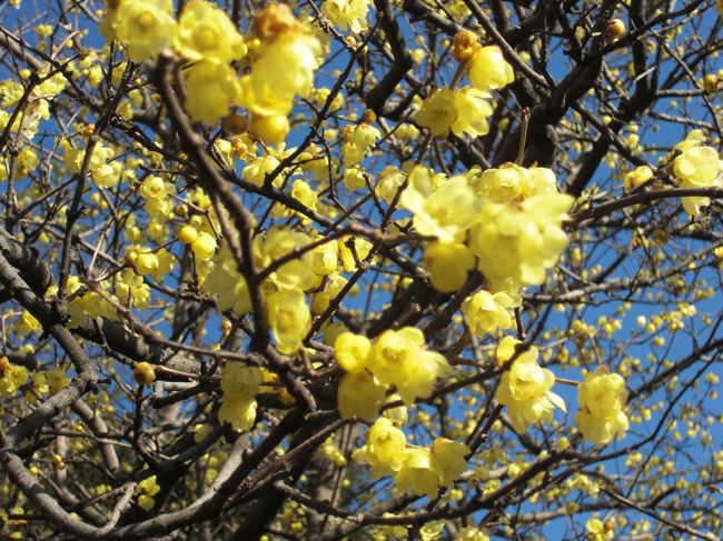 さいたま市の市民の森・見沼グリーンセンター入り口付近の<br />蝋梅の花です。<br /><br />黄色の花に甘い香りがします。<br /><br />一足早い春を満喫しました♪