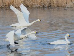 御宝田の白鳥