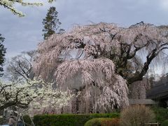 桜満開*桜を求めて山梨横断～