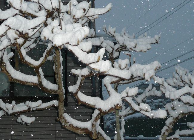  １月２４日夕方突然Ｓ市を襲った大雪！<br />滅多には雪を見る事もないＳ市ですがこの日は３年ぶりの<br />大雪となりました<br /><br />旅行記ではありませんが、数人のトラベラーさんからｕｐの<br />要望もあり、ある日の雪のレポートです。<br /><br /><br /><br /><br />　　　