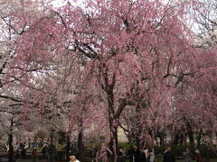 4月12日『高田の桜』