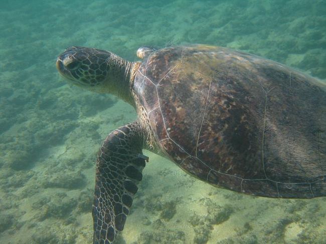 <br />『透明な海にエイやイルカや海亀が戯れる様子は<br />桃源郷のような美しさ！』という謳い文句に惹かれ<br />ナタウの東海上350kmのところにある、<br />マリンスポーツのメッカ、フェルナンドジノローニャへ。<br /><br />愉快な仲間達との南国ツアー体験談！！<br />