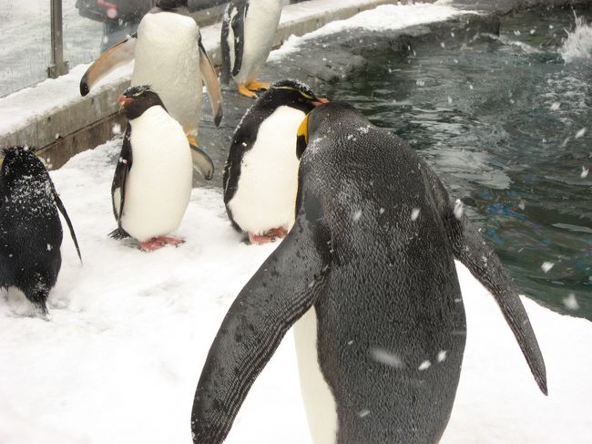 2008年の年末旅行は北海道に決定！<br />パウダースノーとペンギンのお散歩を楽しみに<br />行きました。<br />