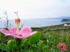 2008　沖縄　石垣島・黒島
