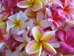 ハワイ島　コナコーヒーフェスティバル「ｶｯﾋﾟﾝｸﾞｺﾝﾃｽﾄ」（コナ）（2008.9～11）