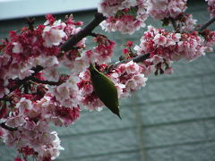 ２００９年１月３１日の「あたみ桜」と「マリンスパあたみ」