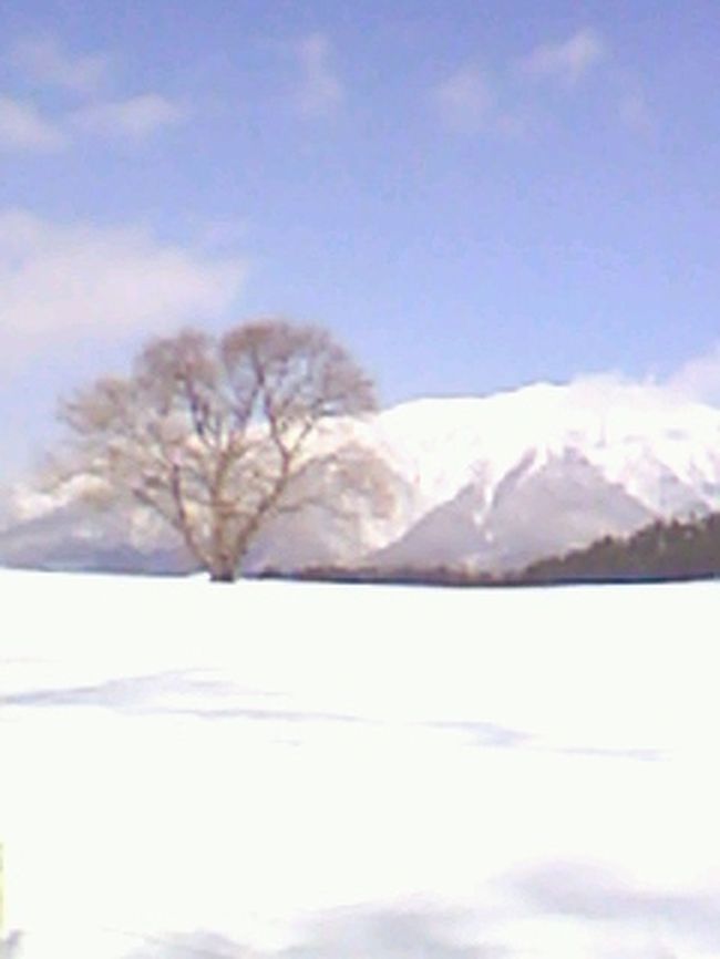 ２００９年、立春(2/4)の一本桜です。今日は快晴です。<br />バックは岩手山です。冬も良いですね。・・・