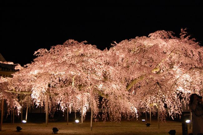 昨年に続いて樹齢１８０年の醍醐寺大枝垂れ桜のライトアップを見てきました。<br />一般公開されていないライトアップです。<br />今年も、ものの見事咲きこぼれていました。<br />この世のものとは思えない見事な桜です。<br /><br />（写真を１５枚追加しました）<br /><br />醍醐寺　豊太閤花見行列　は、こちらです。<br />http://4travel.jp/travelogue/10450639