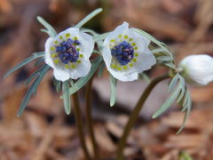 京都府立植物園へ　スプリング　エフェメラル