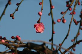 2009早春、梅一輪いちりんほどの暖かさ(2/4)：唐梅枝垂、玉垣枝垂、街路樹の枝垂れ梅