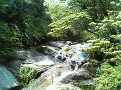 屋久島旅行記