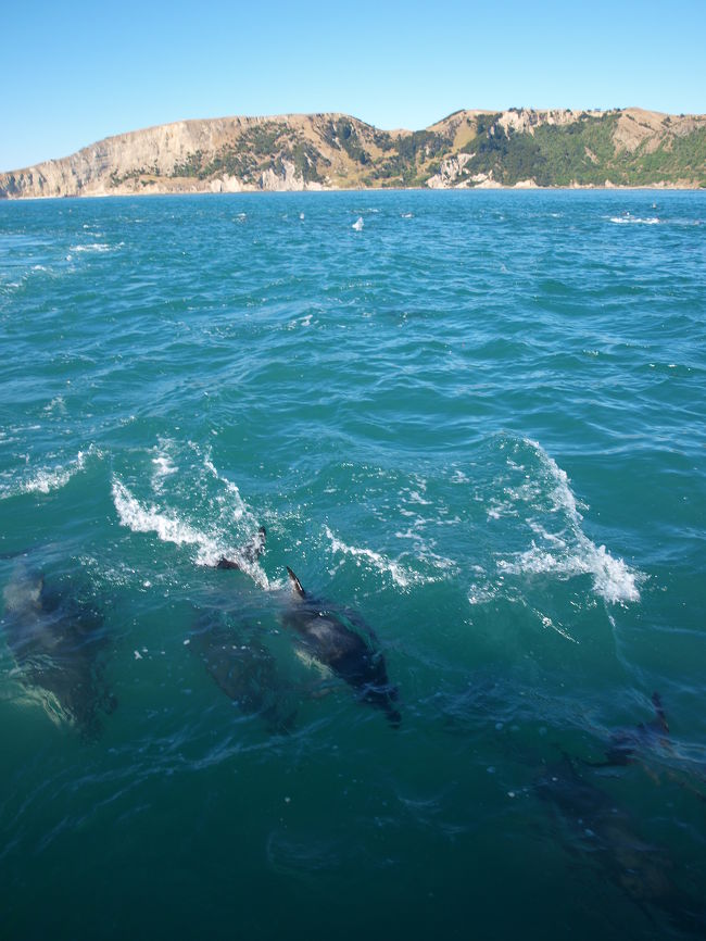 [この旅行記はNZ南島東海岸でNZ固有の動物達と出合った旅の旅行記の?です。]<br /><br />NZ７日目。いよいよ今日は、この旅後半のクライマックス！<br />そして、カイコウラの青い海に抱かれ、たくさんのマッコウクジラ(Sperm Whale)と数百頭のダスキードルフィン(Dusky Dolphin)に出合った。<br /><br />後半のクライマックスのこの日に、この旅を通じて最高の天候（＾＾）<br /><br />数え切れないクジラの尻尾を見たに終わらず、なんとその後には、数百のダスキードルフィンの群れに。<br /><br />イルカが宙返りしたりすることなんて、自然界ではめったにないと思ってたのですが、ビックリ！目の前に水族館のイルカショーが何十個も同時に開催されているような光景に唖然・・・・。<br /><br />イルカの宙返り・ジャンプの連続にすっかりクジラの事を忘れてしまうくらい忘れられない感動的なホエールウォッチングツアーとなりました。<br /><br />この旅行記はそんな海の動物達に大感動のカイコウラ２日目の旅行記です。<br /><br />ホエールウォッチング：Whale Watch Kaikoura<br />http://www.whalewatch.co.nz/index.asp<br /><br />宿泊：フェアウェイ(The Fairways)<br />http://www.thefairways.co.nz/<br />レンタカー：Hertz<br />https://www.hertz.com/rentacar/index.jsp?targetPage=reservationOnHomepage.jsp<br /><br />*神様が今年も私達に◎の思い出をプレゼントしてくれました。<br />この旅で出合った動物達は数の多い順番に以下のとおりです（ちょっと印象が強いのが前にきているかも）。<br />羊→人間→ペンギン→イルカ→牛→オットセイ→馬→クジラ→アルバトロス→ウサギ→キーウィ<br /><br />【出発の3週間前に考えた私達の日程】<br />?成田発　　　　<br />?オークランド到着（乗継）→クライストチャーチ→オアマル（レンタカー）　　オアマル泊<br />?オアマル観光　　　　　　　　　　　　　　　　　　　　　　　　　　　　　　　　　　　　オアマル泊<br />?オアマル→ダニーデン（レンタカー）　タイエリ渓谷鉄道　　　　　　　　　　ダニーデン泊<br />?ダニーデン観光　　　　　　　　　　　　　　　　　　　　　　　　　　　　　　　　　　ダニーデン泊<br />?ダニーデン→クライストチャーチ（Air）　　　　　　　　　　　　　　　　　クライストチャーチ泊<br />?クライストチャーチ→カイコウラ（レンタカー）　　　　　　　　　　　　　　　　　　カイコウラ泊<br />?カイコウラ観光　　　　 　　　　　　　　　　　　　　　　　　　　　　　　　　　　　　　カイコウラ泊<br />?カイコウラ→ウェリントン（レンタカー＋フェリー）　 ウェリントン泊<br />?ウェリントン→オークランド（Air）　　　　　　　　　　　　　　　　　　　　　　　　 オークランド泊<br />?朝から帰国