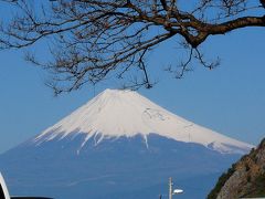 西伊豆で桜と富士山堪能