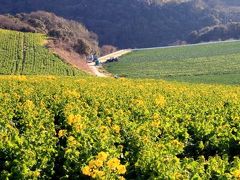 小さな旅●知多半島 1/3・冬の花ひろば 菜の花