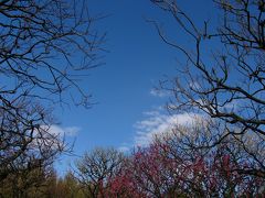 青空と梅の花＠神代植物公園