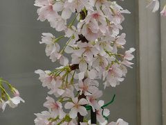 玉縄桜が見たいとフラワーセンター大船植物園へ